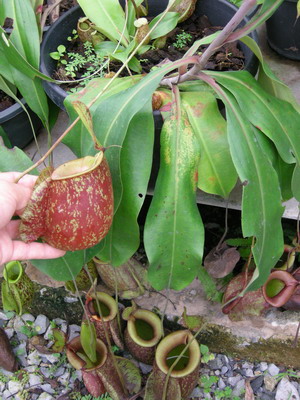 «ö¦¹¦b·sµøµ¡ÂsÄý¹Ï¤ù