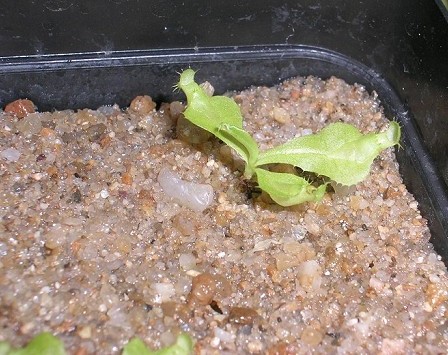 «ö¦¹¦b·sµøµ¡ÂsÄý¹Ï¤ù