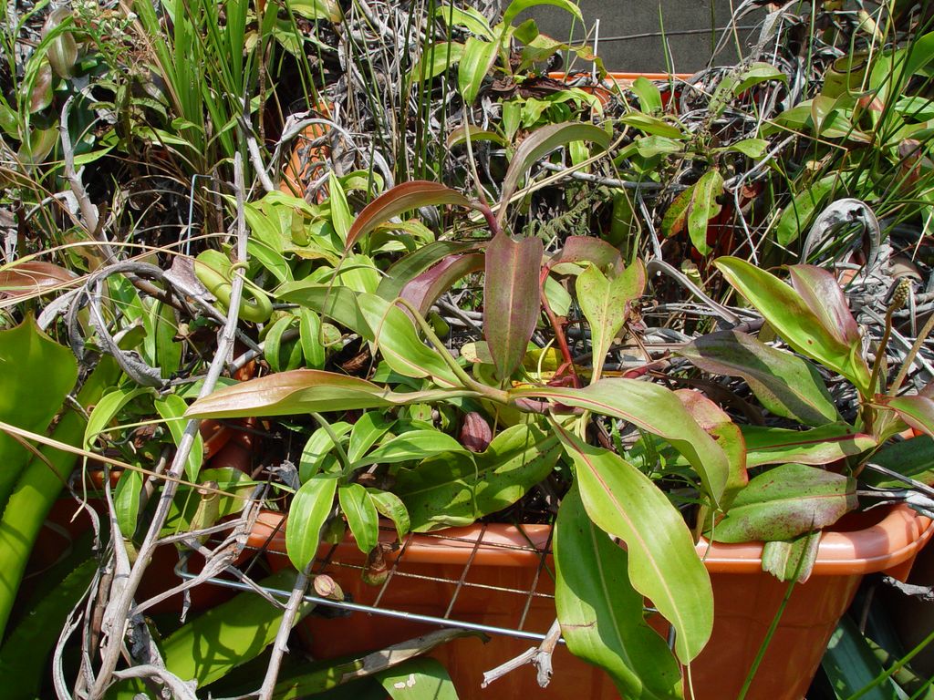 «ö¦¹¦b·sµøµ¡ÂsÄý¹Ï¤ù