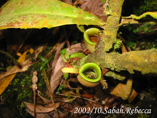 按此在新視窗瀏覽圖片