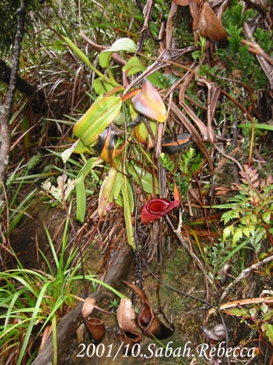 按此在新視窗瀏覽圖片