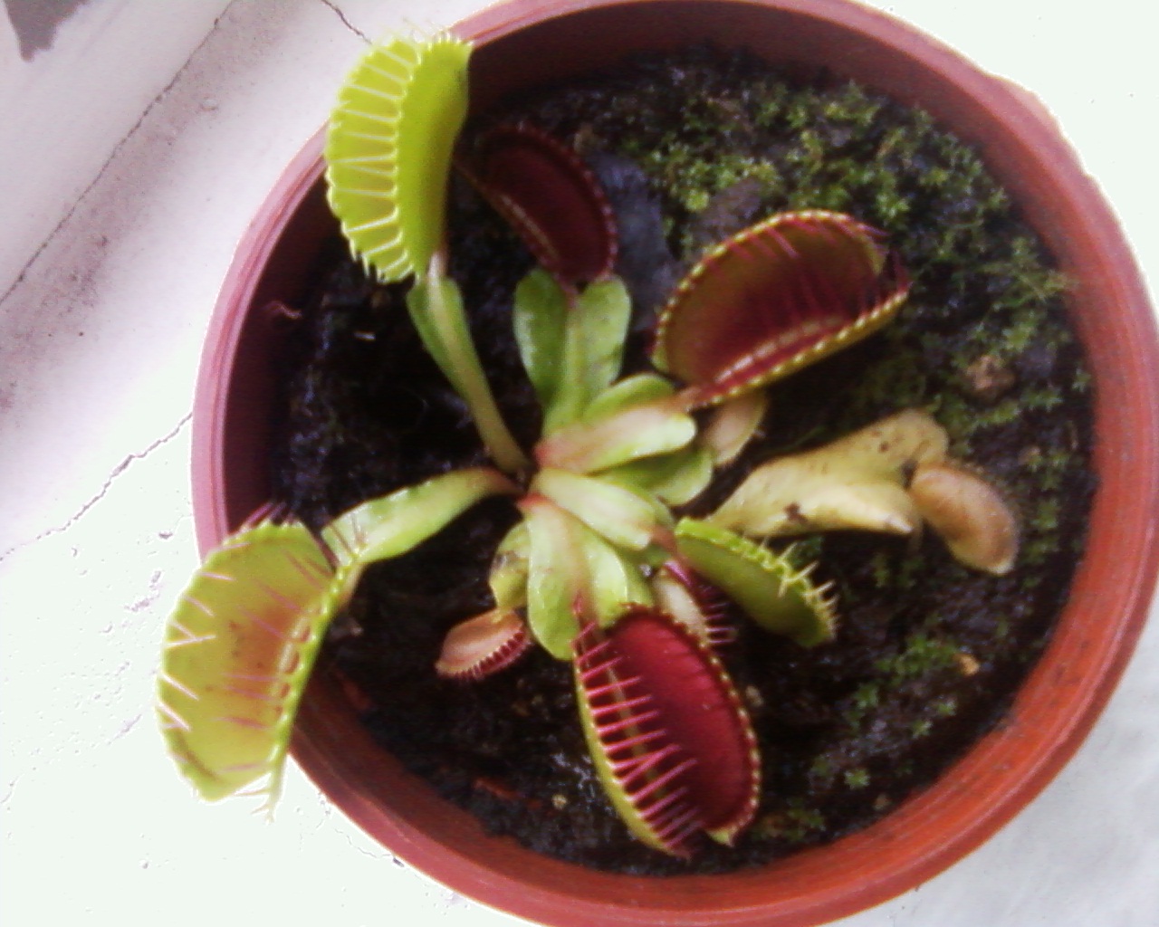 «ö¦¹¦b·sµøµ¡ÂsÄý¹Ï¤ù