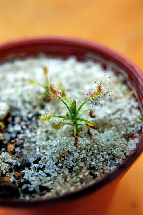 «ö¦¹¦b·sµøµ¡ÂsÄý¹Ï¤ù