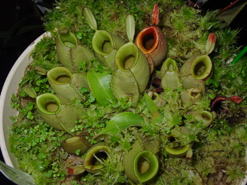 按此在新視窗瀏覽圖片