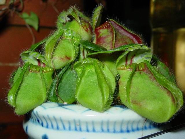 按此在新視窗瀏覽圖片