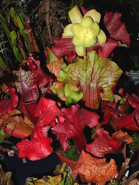 按此在新視窗瀏覽圖片