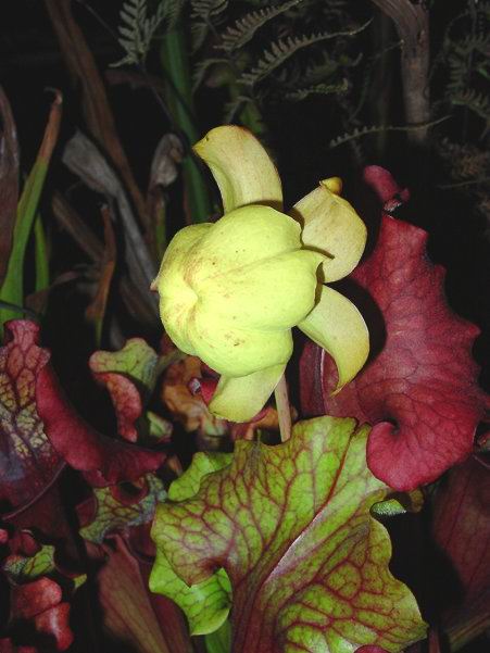 按此在新視窗瀏覽圖片