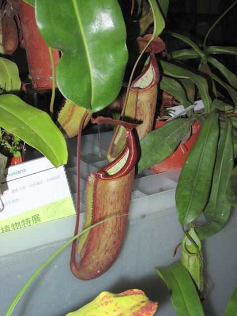 按此在新視窗瀏覽圖片