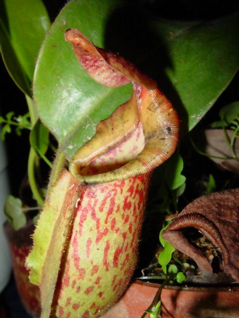 按此在新視窗瀏覽圖片