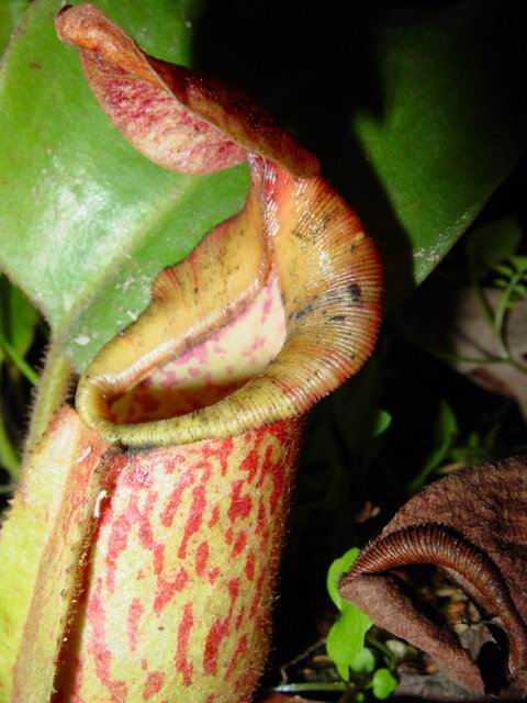 按此在新視窗瀏覽圖片