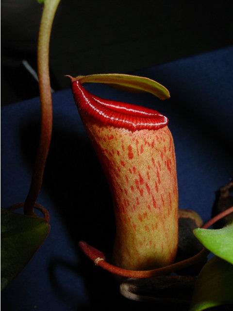 按此在新視窗瀏覽圖片