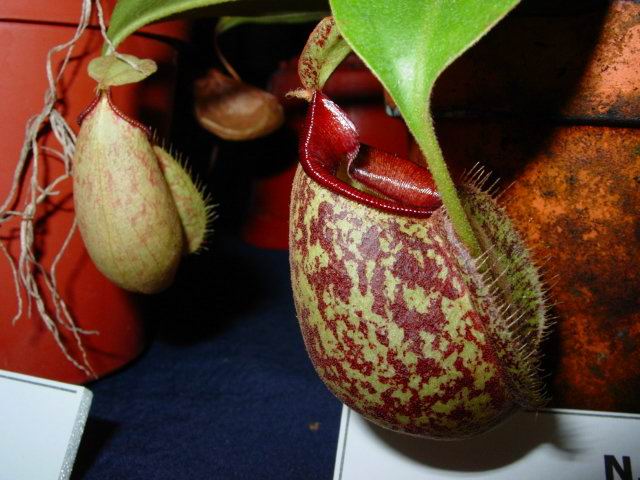 按此在新視窗瀏覽圖片