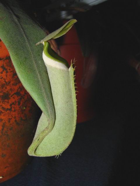 按此在新視窗瀏覽圖片