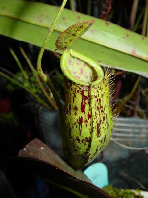 按此在新視窗瀏覽圖片