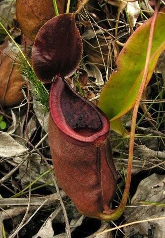 «ö¦¹¦b·sµøµ¡ÂsÄý¹Ï¤ù