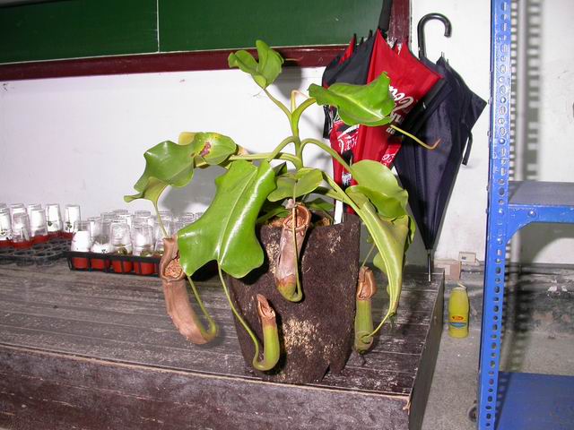 按此在新視窗瀏覽圖片