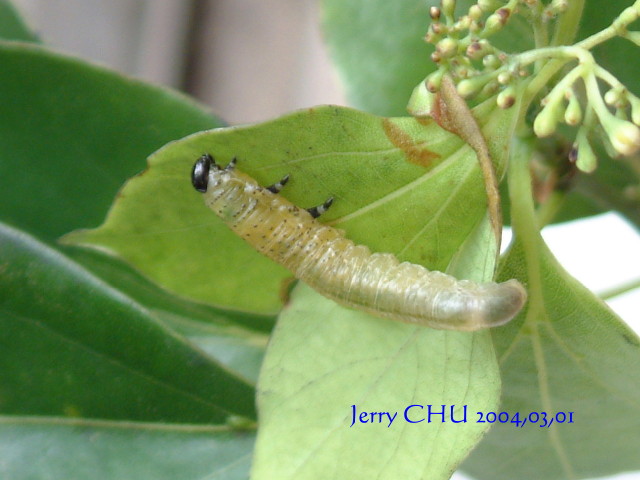 按此在新視窗瀏覽圖片
