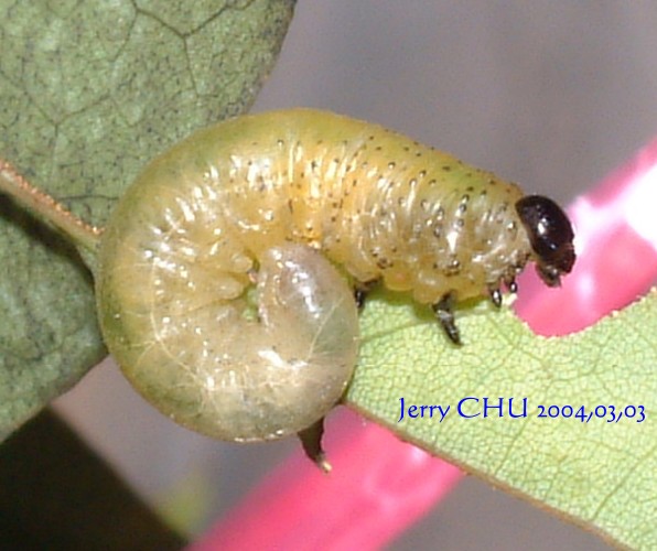 按此在新視窗瀏覽圖片