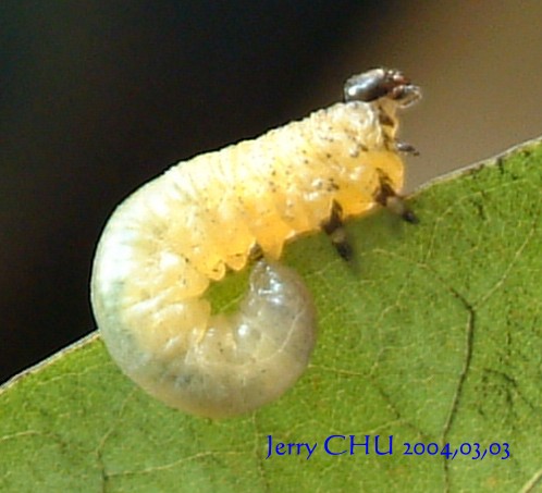 按此在新視窗瀏覽圖片