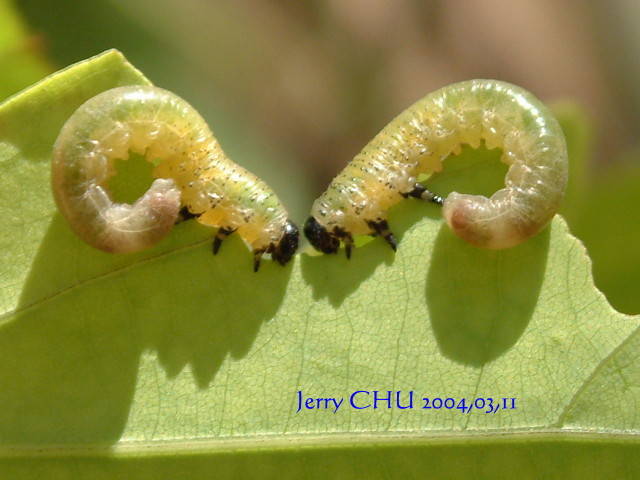 按此在新視窗瀏覽圖片