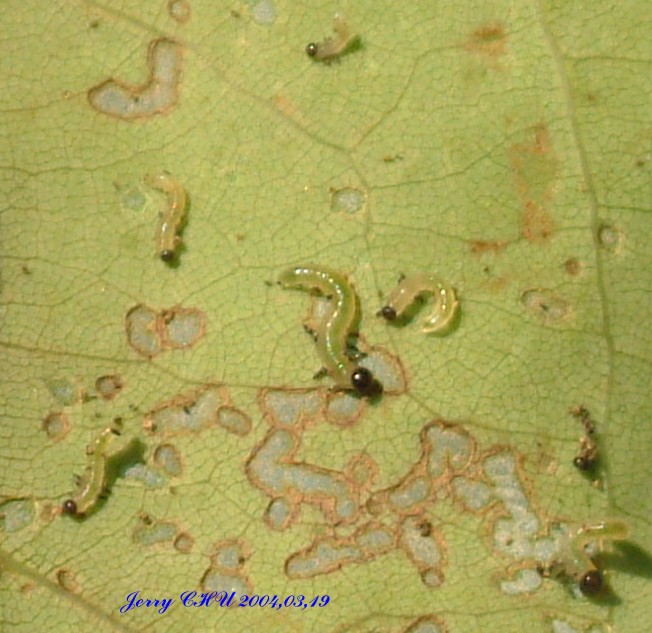 按此在新視窗瀏覽圖片