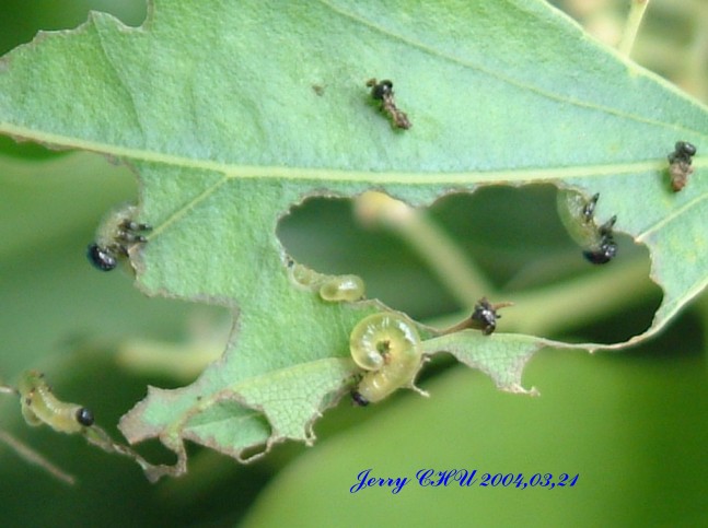 按此在新視窗瀏覽圖片