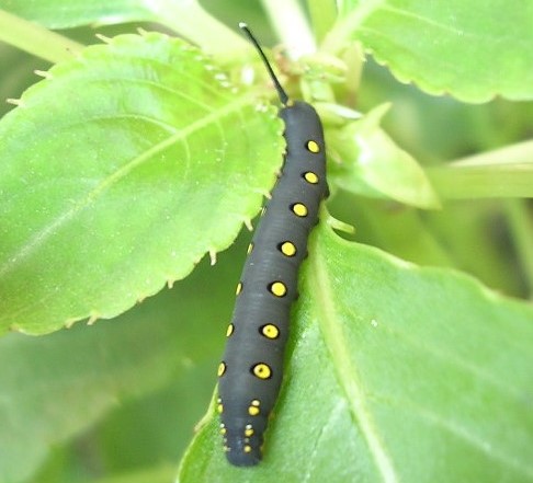 按此在新視窗瀏覽圖片