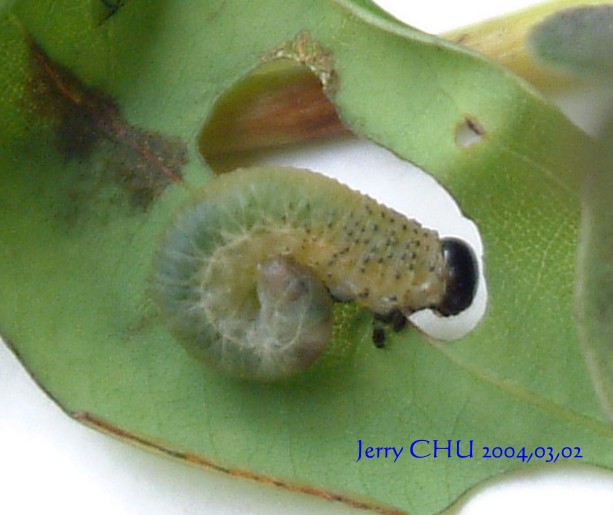 按此在新視窗瀏覽圖片