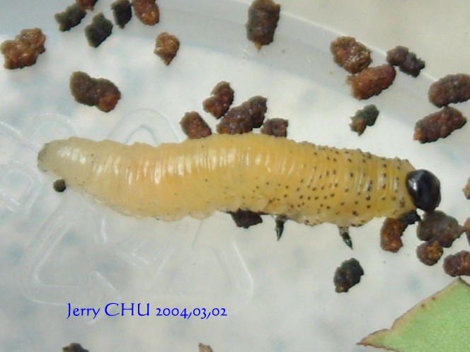 按此在新視窗瀏覽圖片