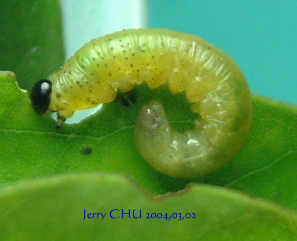 按此在新視窗瀏覽圖片