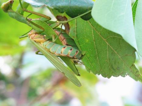 «ö¦¹¦b·sµøµ¡ÂsÄý¹Ï¤ù