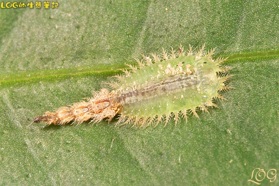 按此在新視窗瀏覽圖片