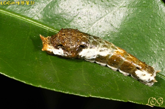 按此在新視窗瀏覽圖片