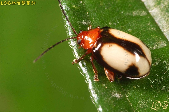 按此在新視窗瀏覽圖片