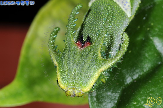 «ö¦¹¦b·sµøµ¡ÂsÄý¹Ï¤ù