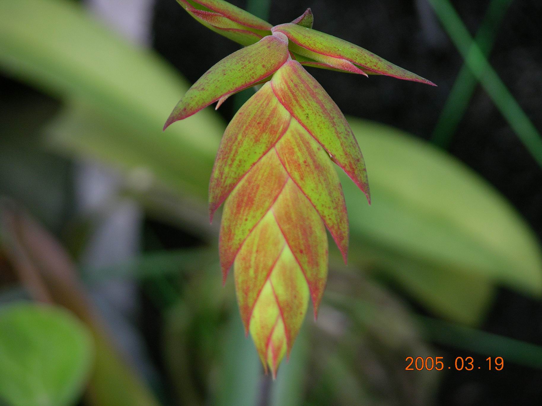 按此在新視窗瀏覽圖片