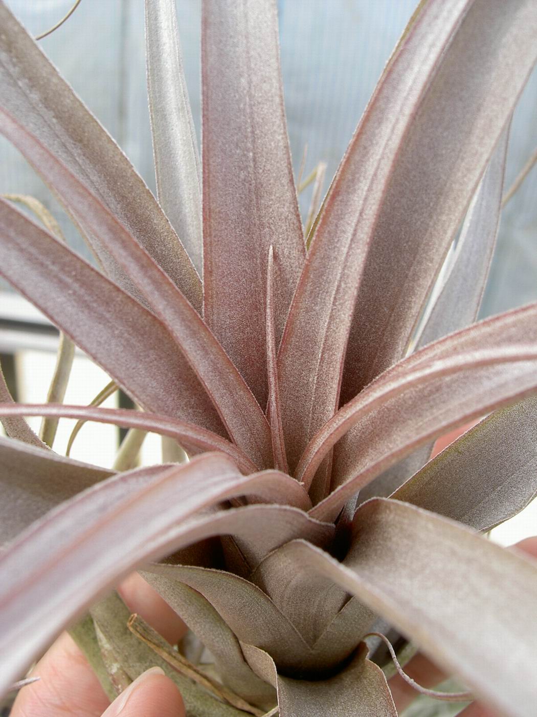 «ö¦¹¦b·sµøµ¡ÂsÄý¹Ï¤ù