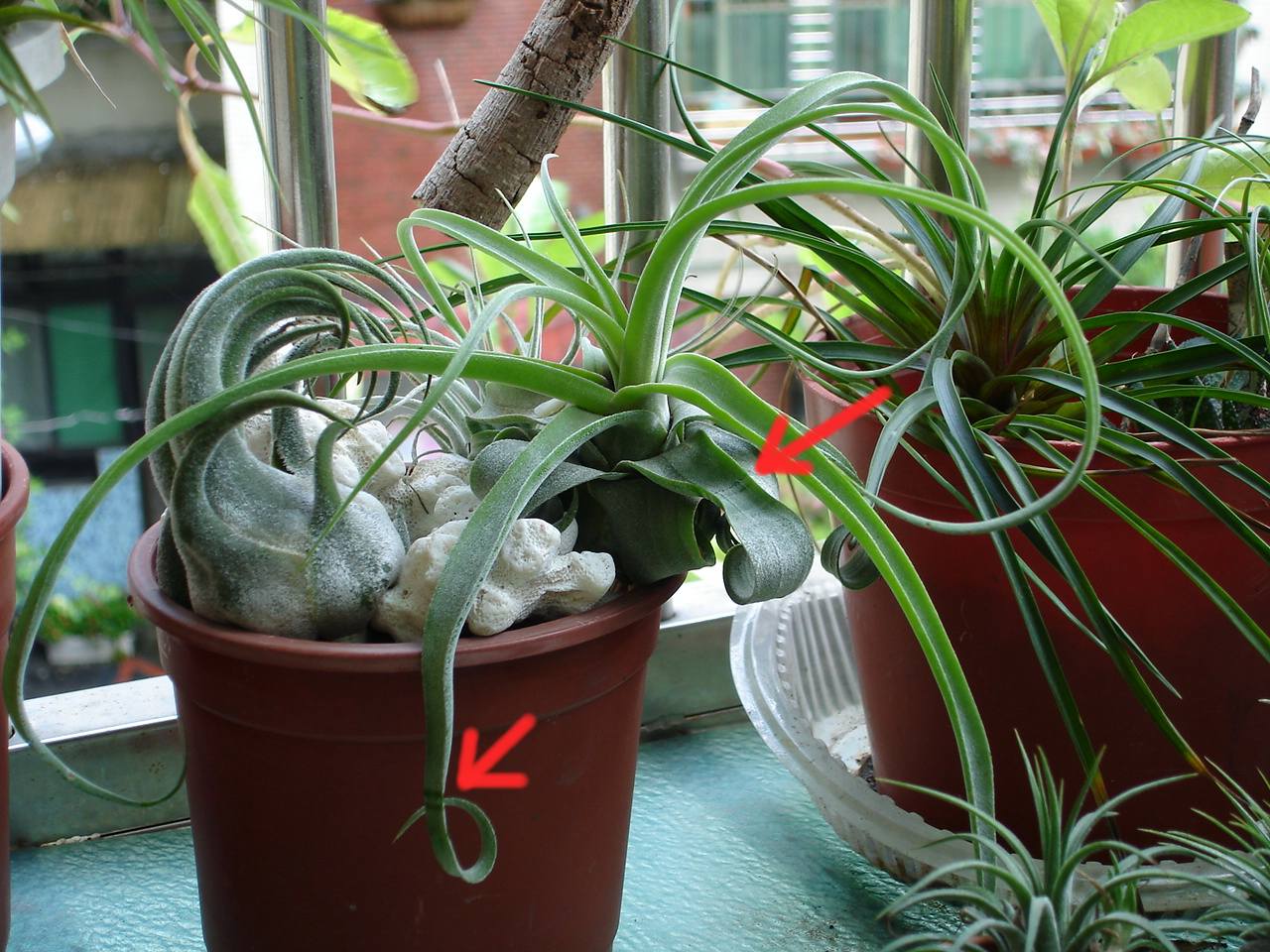 按此在新視窗瀏覽圖片