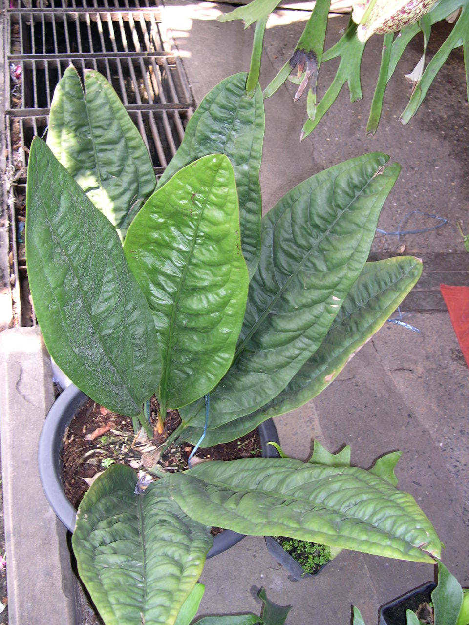 按此在新視窗瀏覽圖片