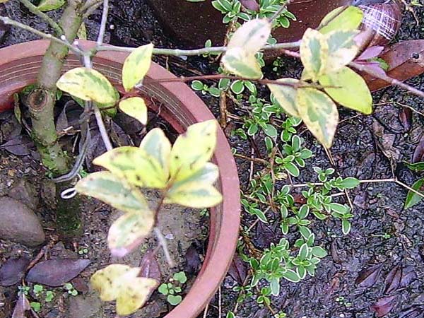 «ö¦¹¦b·sµøµ¡ÂsÄý¹Ï¤ù