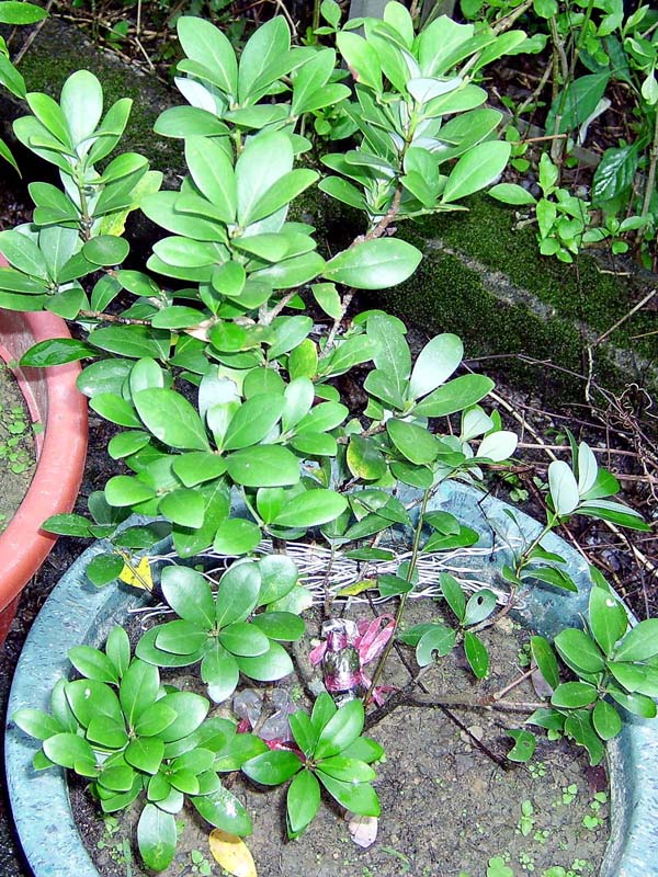 «ö¦¹¦b·sµøµ¡ÂsÄý¹Ï¤ù