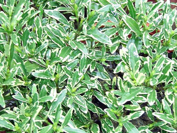 «ö¦¹¦b·sµøµ¡ÂsÄý¹Ï¤ù