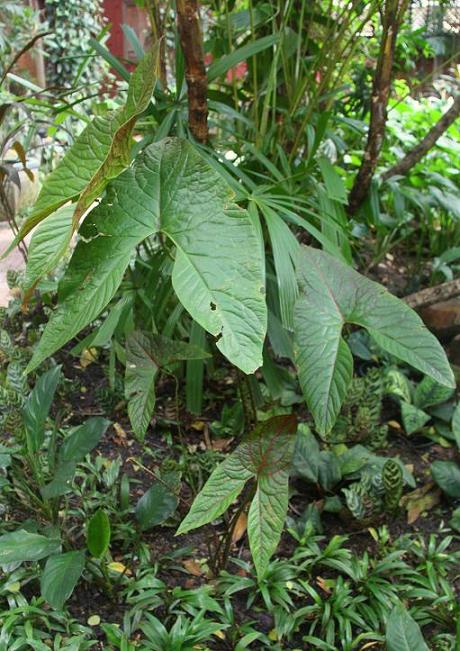 按此在新視窗瀏覽圖片