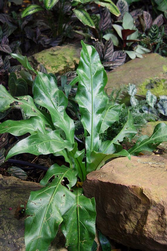 按此在新視窗瀏覽圖片