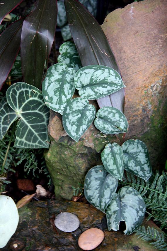 按此在新視窗瀏覽圖片