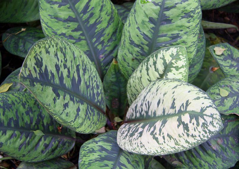 按此在新視窗瀏覽圖片