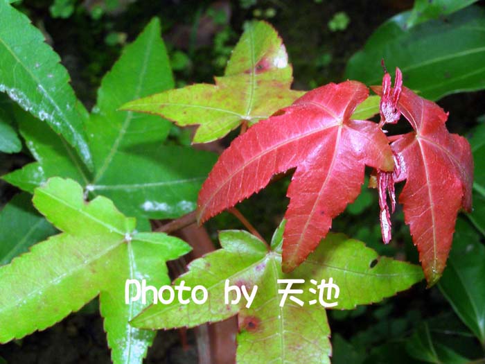 按此在新視窗瀏覽圖片