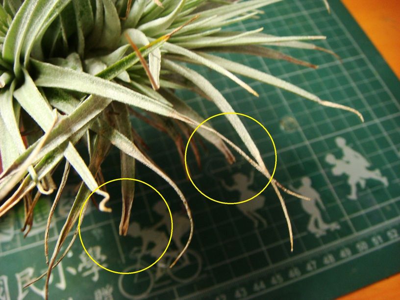 «ö¦¹¦b·sµøµ¡ÂsÄý¹Ï¤ù