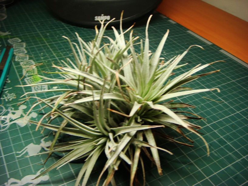 «ö¦¹¦b·sµøµ¡ÂsÄý¹Ï¤ù