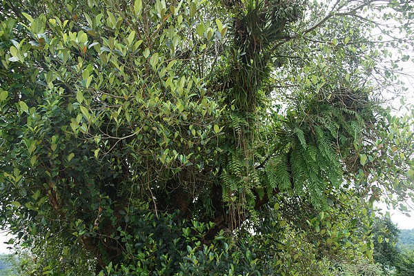 按此在新視窗瀏覽圖片